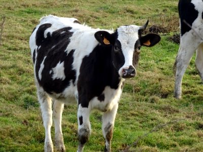 Une vache curieuse et sympathique, avant Gaillefontaine, S… 