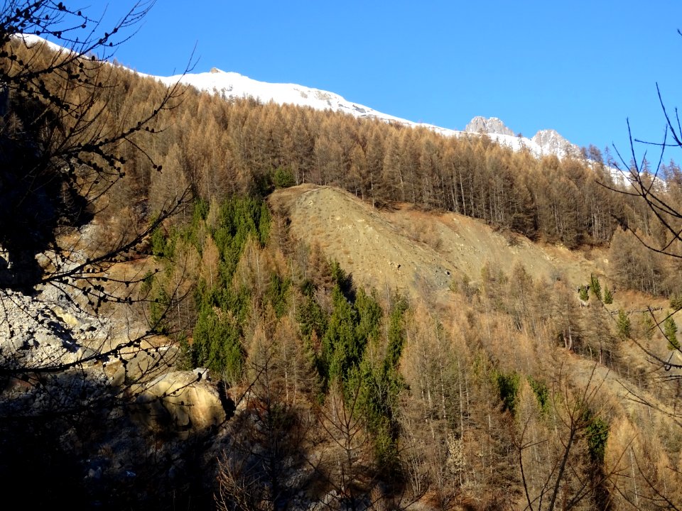 Quelques pins avec leurs aiguilles vertes parmi les mélèze… 