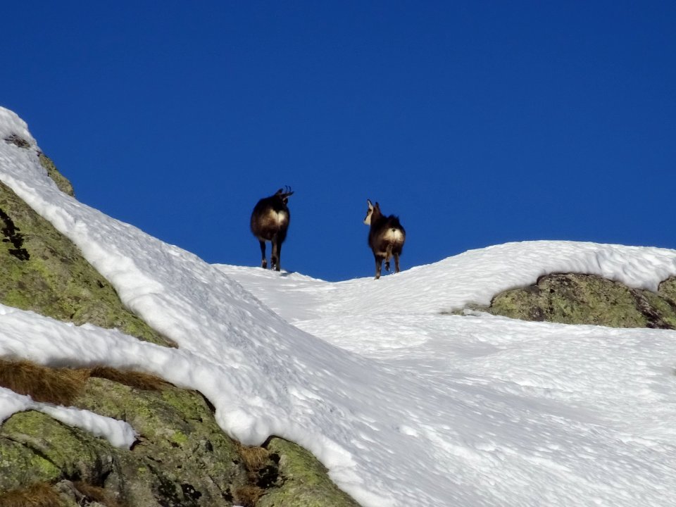 Une mère chamois et son petit 