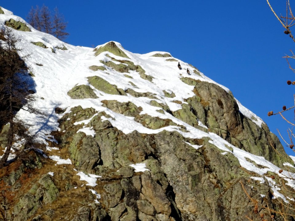 Une mère chamois et son petit galopent en montant 