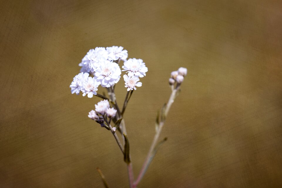 Flowers white white flowers