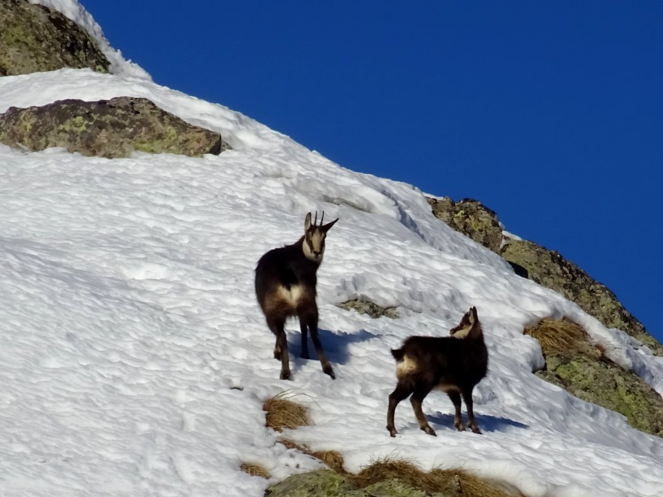 Une mère chamois et son petit 