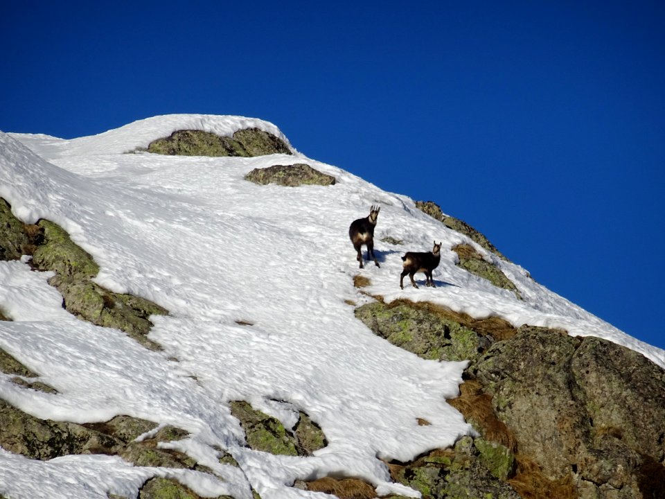 Une mère chamois et son petit 
