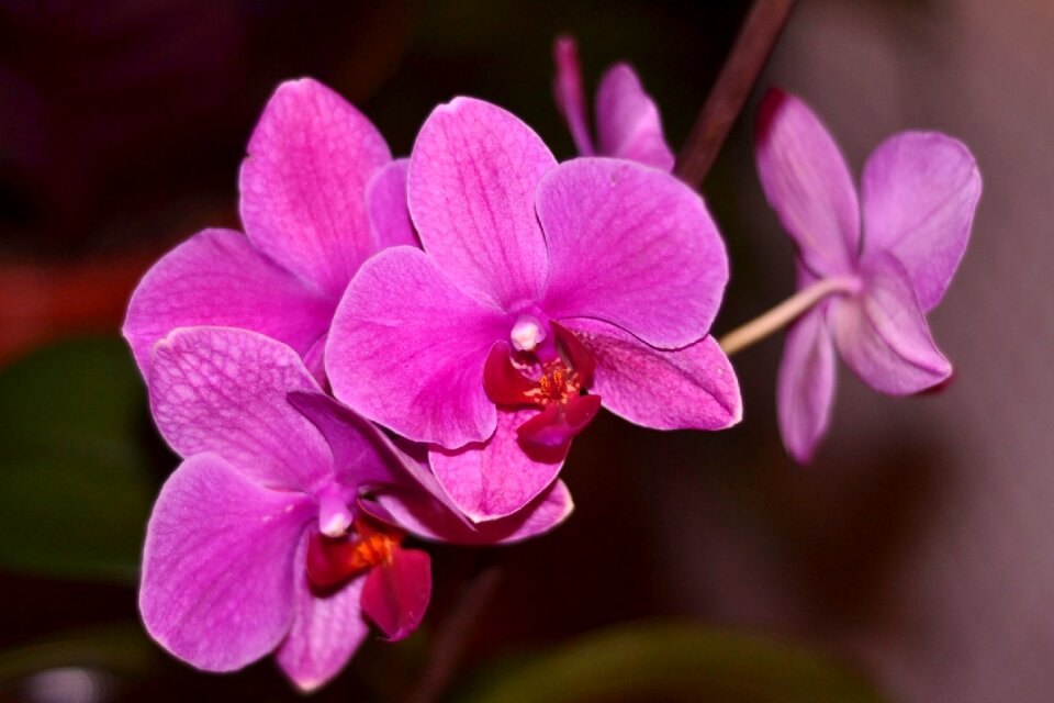 Macro beautiful photo