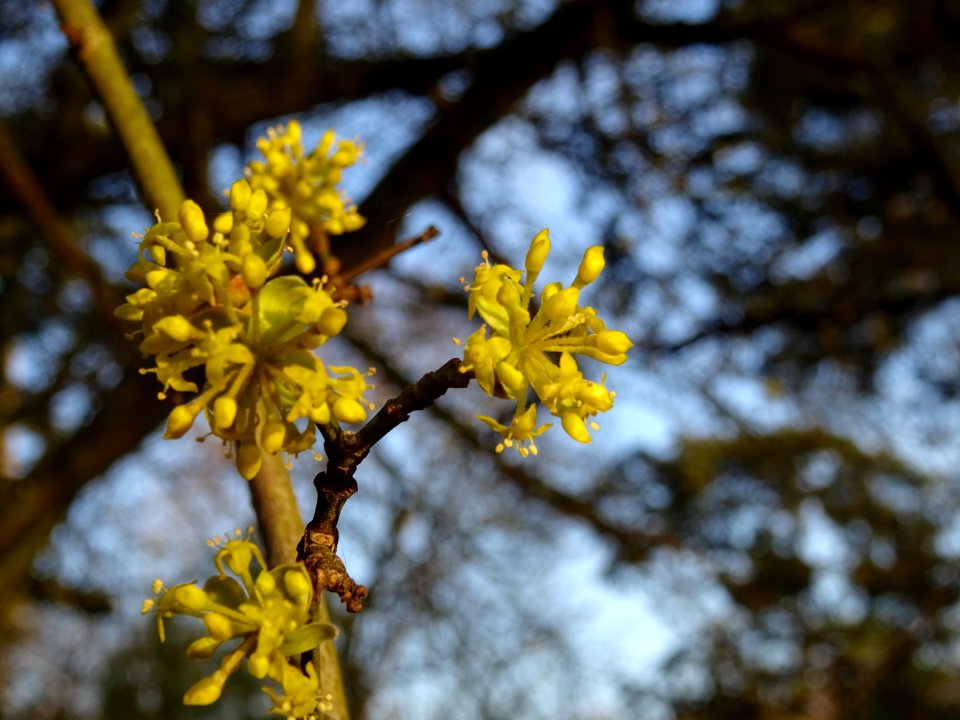 Cornouiller mâle, Cornus mas, Cornacées 
