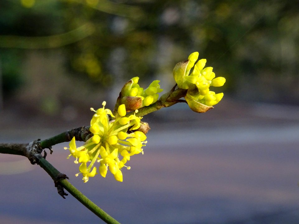 Cornouiller mâle, Cornus mas, Cornacées 