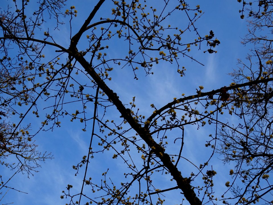 Cornouiller mâle, Cornus mas, Cornacées 