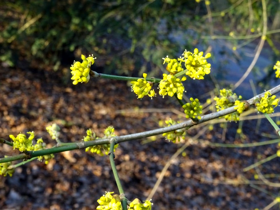 Cornouiller mâle, Cornus mas, Cornacées 