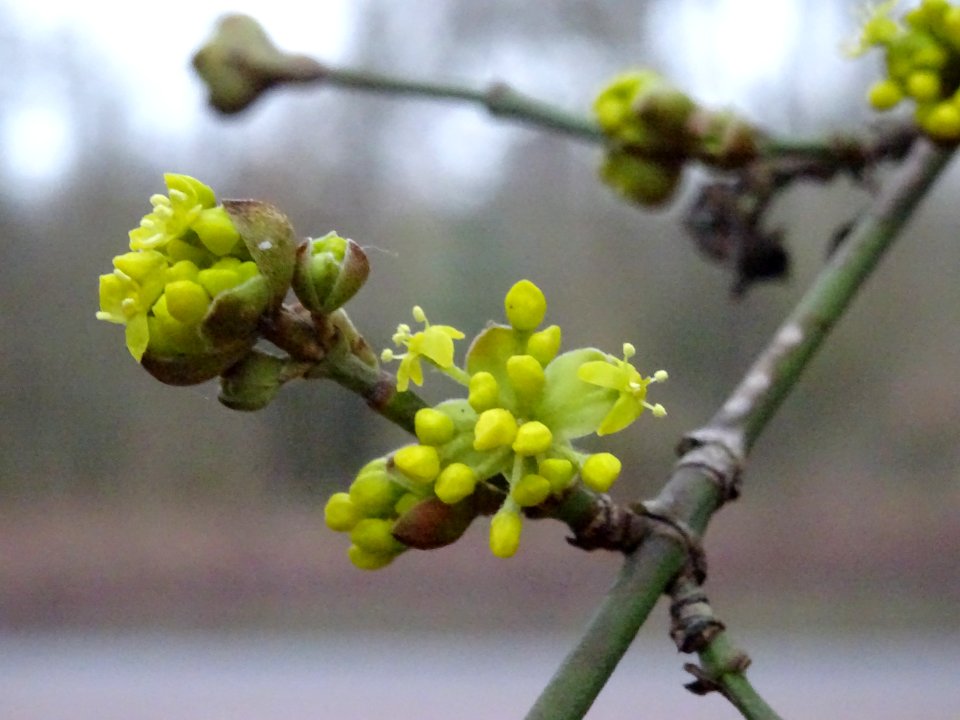 Cornouiller mâle, Cornus mas, Cornacées 