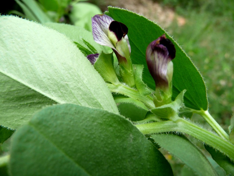 Vesce de Narbonne ou Fève des chevaux, Vicia narbonensis, … 