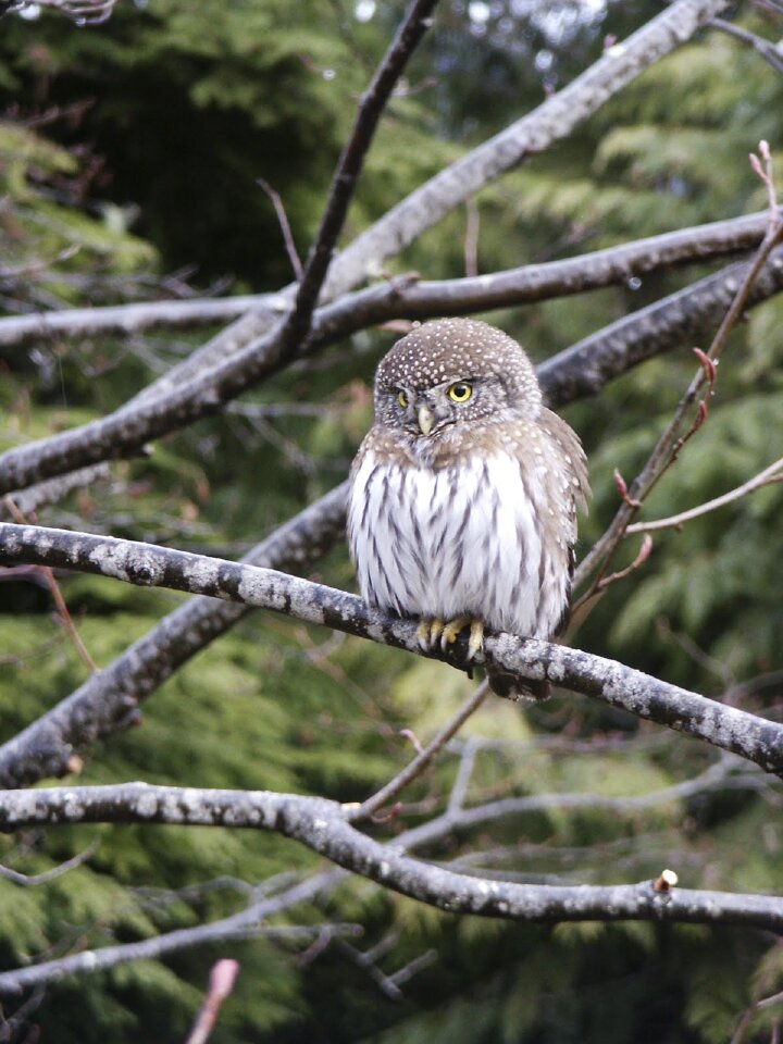 Portrait wildlife nature