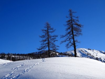 Deux mélèzes photo