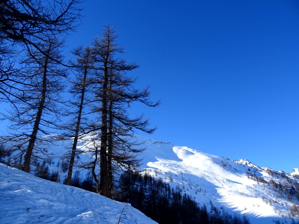 Mélèzes, soleil , neige et ciel bleu 