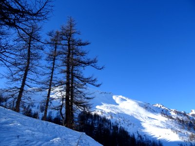 Mélèzes, soleil , neige et ciel bleu 