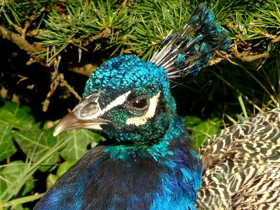Paon bleu, Pavo cristatus, Phasianidées 