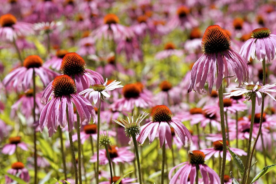 Bloom echinacea purpurea red