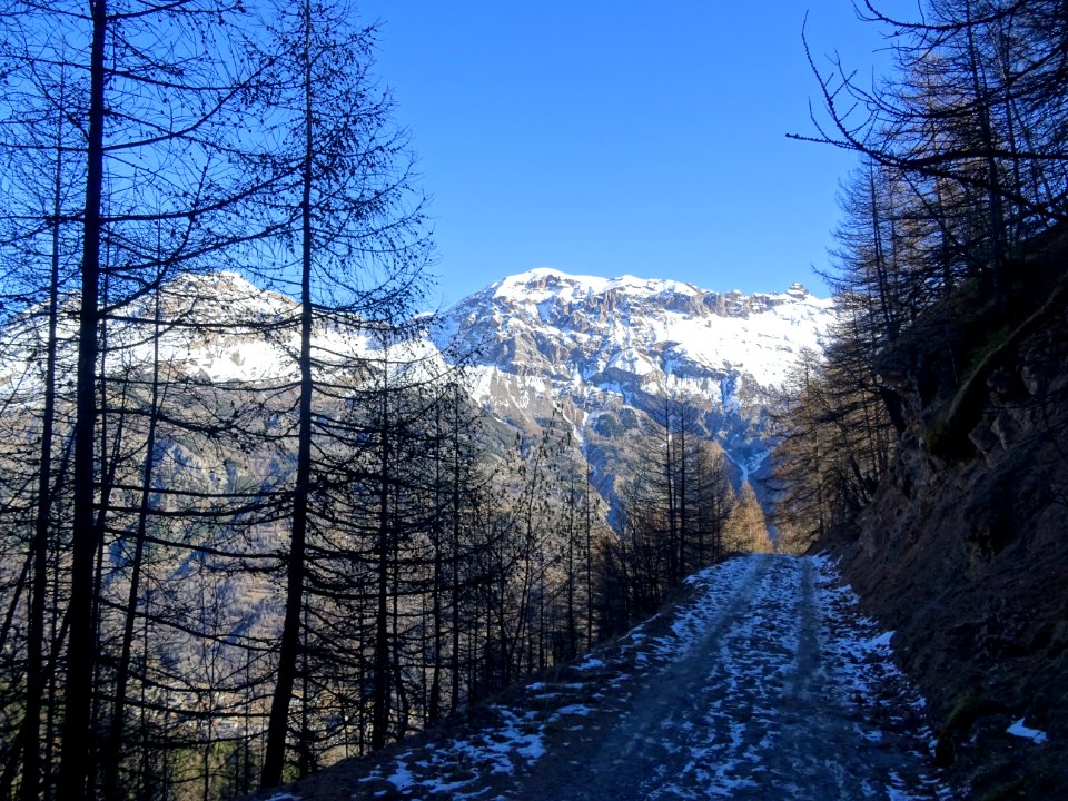 Piste forestière verglacée 