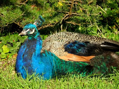 Paon bleu, Pavo cristatus, Phasianidées 