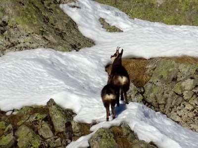 Une mère chamois et son petit 