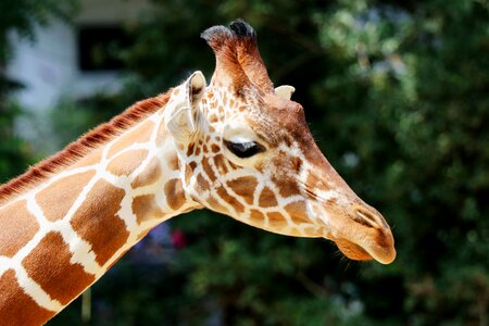 Animal head africa