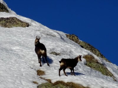 Une mère chamois et son petit 