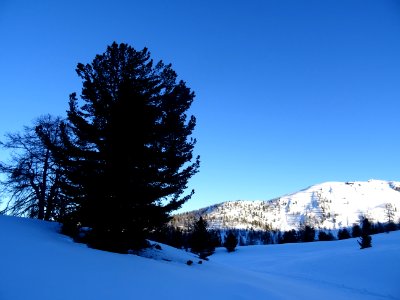 Pin à crochets ou Pin de Briançon, Pinus uncinata, Pinacée… 