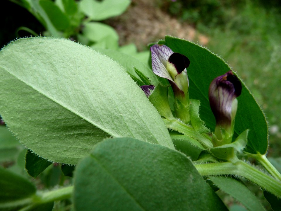Vesce de Narbonne ou Fève des chevaux, Vicia narbonensis, … 