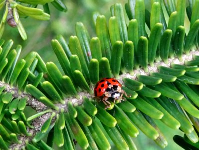 Une coccinelle sur un rameau du Sapin de Sicile, Abies neb… 