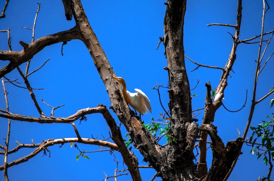Wildlife nepalese blue