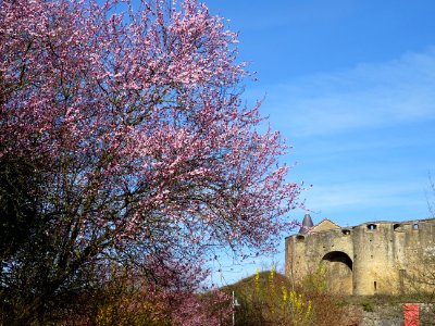 Arbre en fleurs et château fort de Sedan, Sedan, Ardennes 