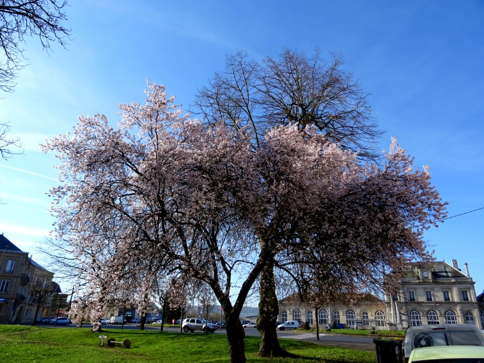 Arbre en fleur, en face de la gare, Sedan, Ardennes 