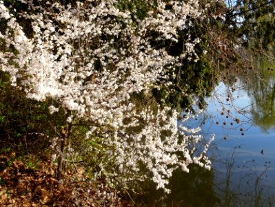 Prunier-cerise, Prunus cerasifera, Rosacées 