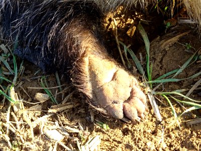 Un blaireau percuté par un véhicule gît au bord de la rout… 