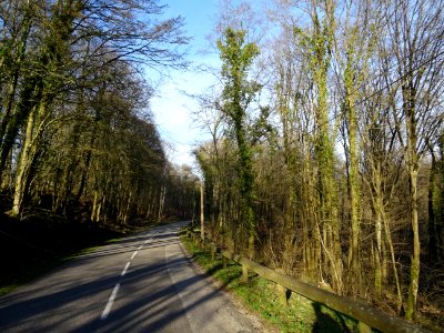 Sur la D16 qui descend à travers le Bois de la Petite Rimo… 