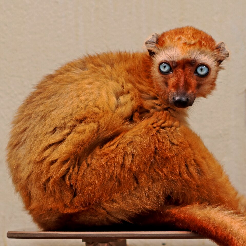 Nature äffchen mammal