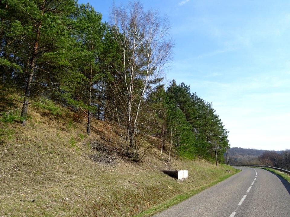 La route longe un petit coteau où des pins et des bouleaux… 