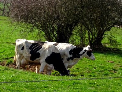 Deux vaches un peu maigres, va falloir brouter de l'herbe … 