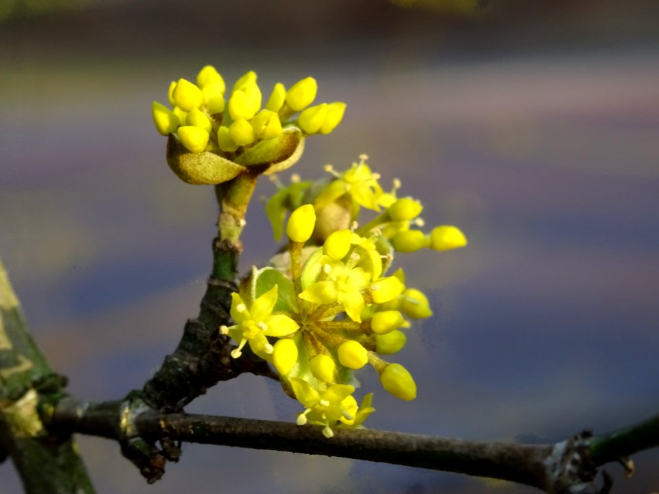 Cornouiller mâle, Cornus mas, Cornacées 