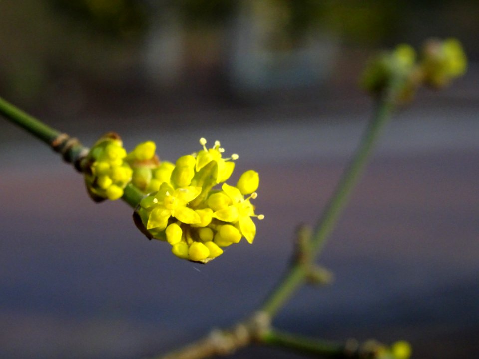 Cornouiller mâle, Cornus mas, Cornacées 