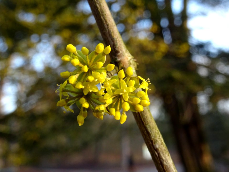 Cornouiller mâle, Cornus mas, Cornacées 