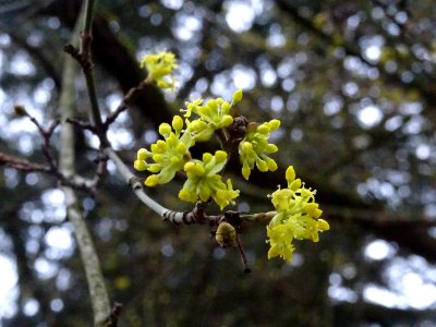 Cornouiller mâle, Cornus mas, Cornacées 