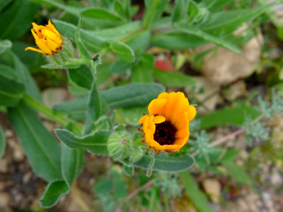 Souci des champs, Calendula arvensis, Composées 