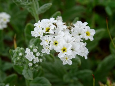 Héliotrope d'Europe, Heliotropium europaeum, Boraginacées 