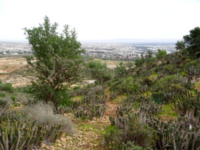 La descente de la 2ème colline s'annonce épineuse et cacte… 