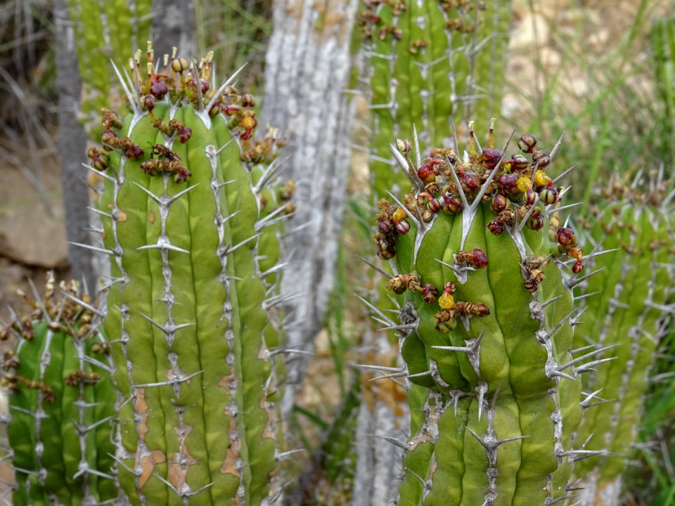 Euphorbe echine, Euphorbia officinarum subsp. echinus, Eup… 