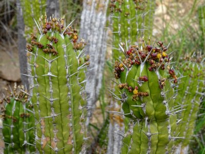 Euphorbe echine, Euphorbia officinarum subsp. echinus, Eup… 