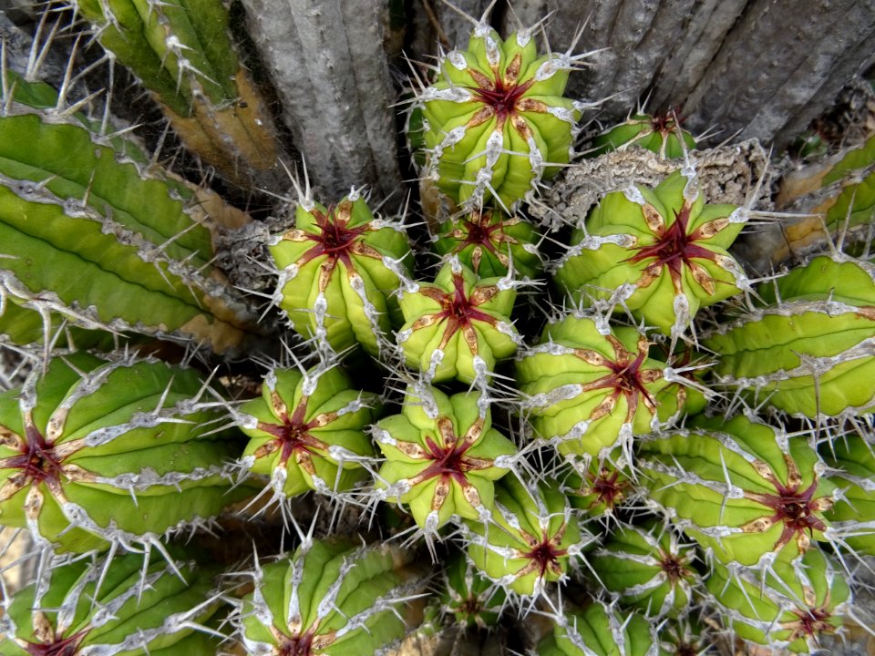 Euphorbe echine, Euphorbia officinarum subsp. echinus, Eup… 