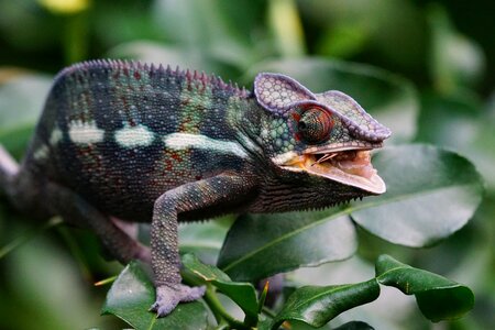 Eat tropics reptile