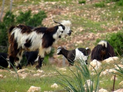 Chèvre et chevraux 