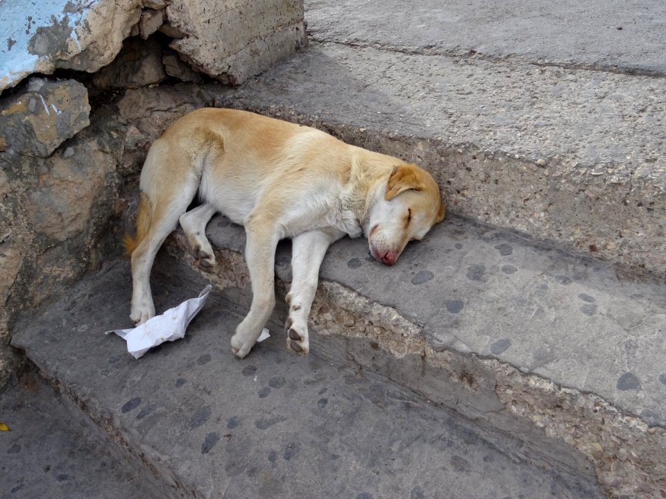 Le chien fait la sieste ... 